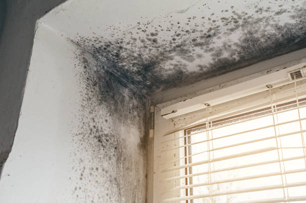 Affordable Basement Mold Removal solutions in Park Ridge, NJ