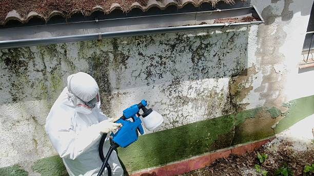 Top rated local Basement Mold Removal specialists in Park Ridge, NJ